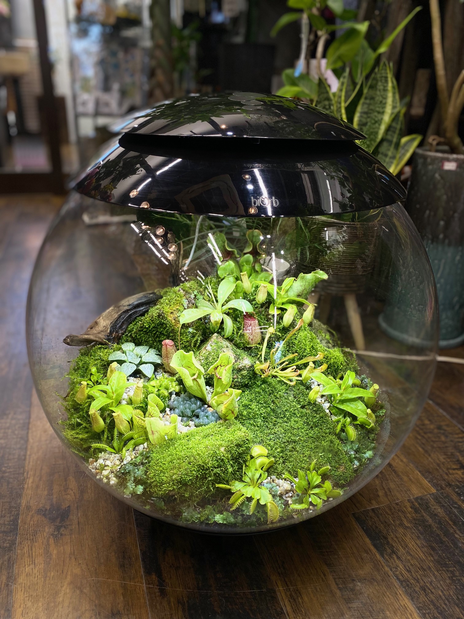 ドームにおさまった植物