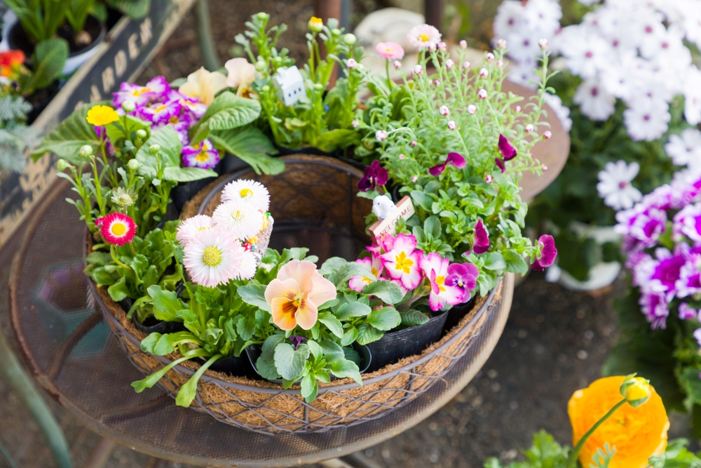 円形の植え込み