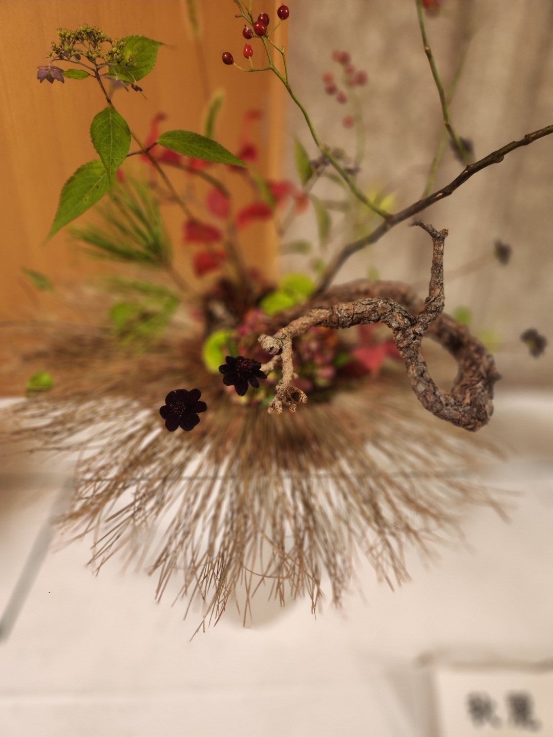 チョコレートコスモスの作品