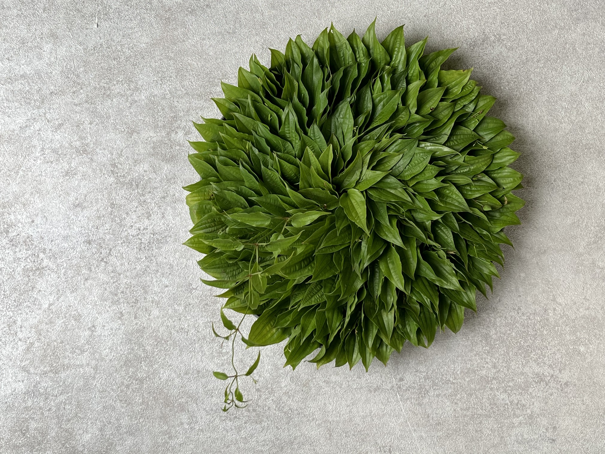 葉っぱの丸い作品