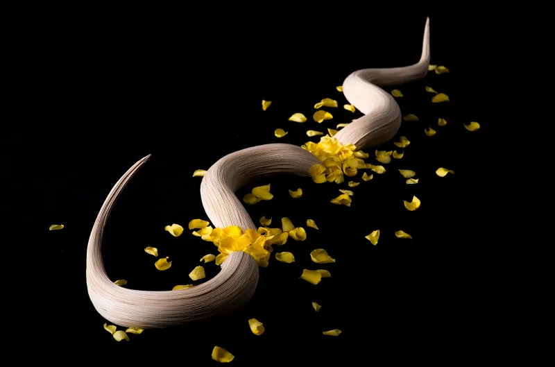 うねった枝の作品